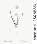 Three-cornered leek illustration from Les liliacees (1805) by Pierre Joseph Redoute (1759-1840). Vintage Three-cornered leek botanical art illustration, old flower painting, flower art print.