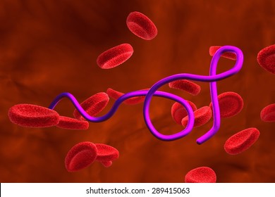 Three-dimensional drawing of Borrelia bacteria which cause relapsing fever, Lyme disease, transmitted by ticks