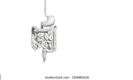 Three-dimensional Isolated White Model Of Human Intestines, 3D Rendering