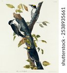 Three-toed Woodpecker by John James Audubon, etched by William Home Lizars. Vintage art drawing of bird illustration print, vintage watercolor illustration of Three-toed Woodpecker bird on branch.