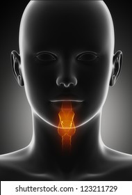 Throat anatomy