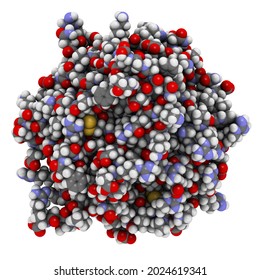 Thrombin Blood-clotting Enzyme: Human Alpha-thrombin Molecule Is A Key Protein In The Blood Coagulation Cascade  3D Illustration 