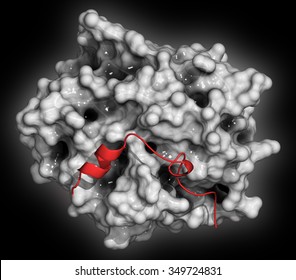 Thrombin Blood-clotting Enzyme: Human Alpha-thrombin Molecule Is A Key Protein In The Blood Coagulation Cascade. Converts Soluble Fibrinogen Into Insoluble Fibrin.
