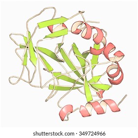 Thrombin Blood-clotting Enzyme: Human Alpha-thrombin Molecule Is A Key Protein In The Blood Coagulation Cascade. Converts Soluble Fibrinogen Into Insoluble Fibrin.
