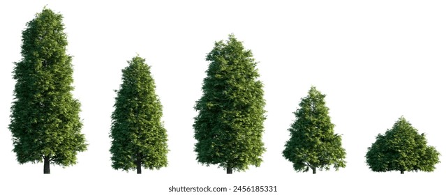 Thuja occidentalis frontal set Smaragd evergreen emerald green American Arbovitae bush shrub isolated png on a transparent background perfectly cutout 
