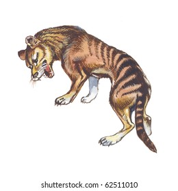 Thylacine