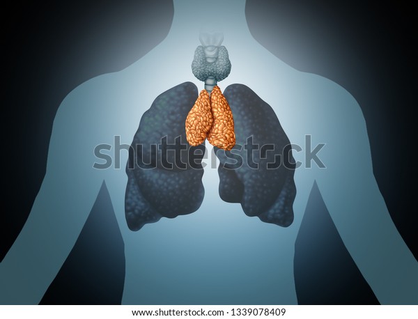 Thymus human organ and gland anatomy\
with lungs and thyroid in a 3D illustration\
style.