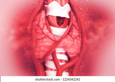 Thyroid Gland 3d Illustration