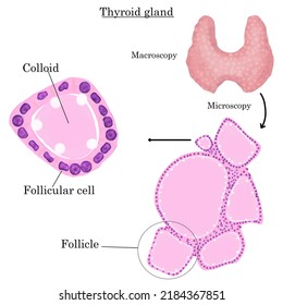 Thyroid Gland Anatomy- In This Image We Can Visualize The Macroscopic And Microscopic Structures Of The Thyroid Gland.