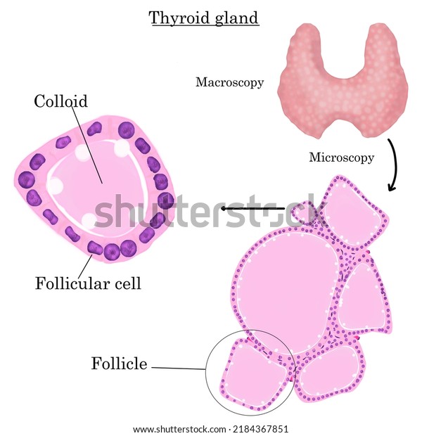 Thyroid\
gland anatomy- In this image we can visualize the macroscopic and\
microscopic structures of the thyroid\
gland.