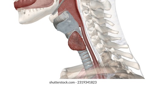 The thyroid gland is an endocrine structure located in the neck. It plays a key role in regulating the metabolic rate of the body. 3D rendering