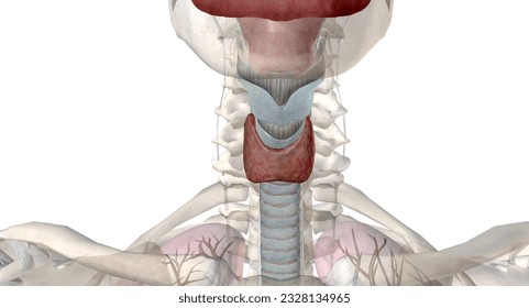 The thyroid gland is an endocrine structure located in the neck. It plays a key role in regulating the metabolic rate of the body. 3D rendering