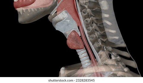 The thyroid gland is an endocrine structure located in the neck. It plays a key role in regulating the metabolic rate of the body. 3D rendering
