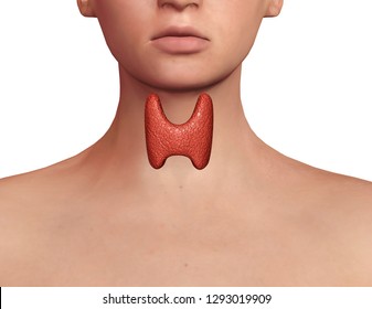 Thyroid Gland Exposed On The Neck Of A Woman With Endocrine Disruption, Inflammation And Swelling. Endocrine System Disease. 3D Illustration