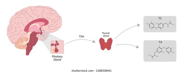 Thyroid Gland Hormone Secretion T3 T4 Stock Illustration 2188358441 Shutterstock