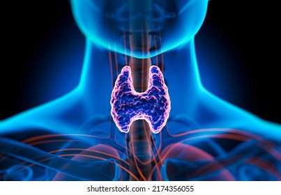 Thyroid Gland Inside Human Body - 3D Illustration