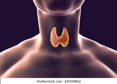 Thyroid Gland Inside Human Body. 3D Illustration