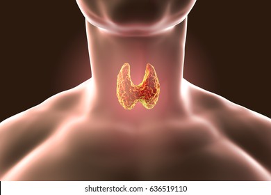 Thyroid gland inside human body. 3D illustration