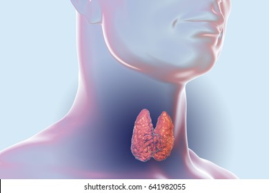 Thyroid Gland Inside Human Body. 3D Illustration