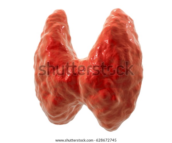 Thyroid Gland Isolated On White Background Stock Illustration 628672745 ...