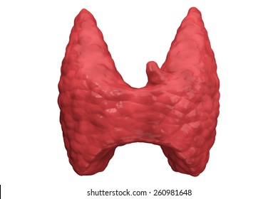 Thyroid Gland Organ Viewed Front Isolated Stock Illustration 260981648 ...