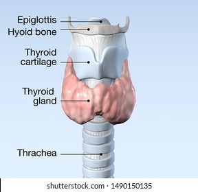 Thyroid Gland With Trachea, Thyroid Cartilage, Thyorid Bone And Epiglottis