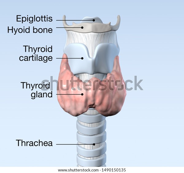 Thyroid Gland Trachea Thyroid Cartilage Thyorid Stock Illustration ...