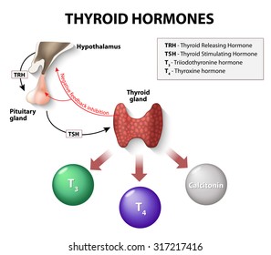 Thyroid Hormones. Human Endocrine System.