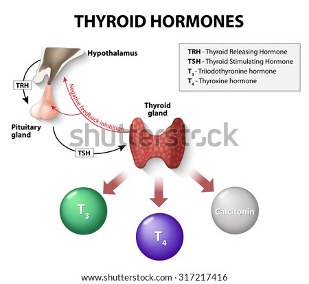 Thyroid Hormones Human Endocrine System Stock Illustration 317217416