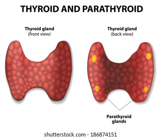 Thyroid And Parathyroid Gland.