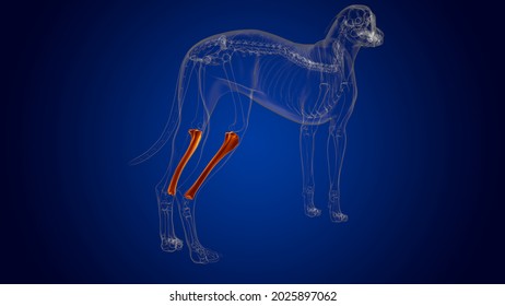 Tibia Bones Dog Skeleton Anatomy For Medical Concept 3D Illustration