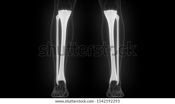 Tibia Fibula Bones Human Skeleton System Stock Illustration 1542192293 ...