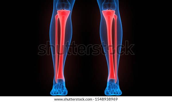 Tibia Fibula Joints Human Skeleton System Stock Illustration 1548938969 ...