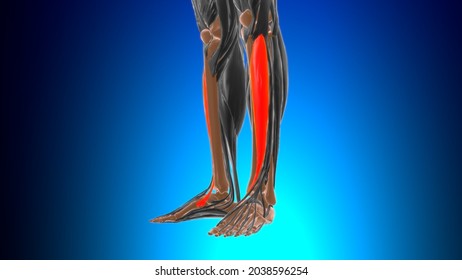 Tibialis Anterior Muscle Anatomy Medical Concept Stock Illustration Shutterstock