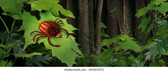 Tick Insect Ain A Forest And Parasite Risk In The Wilderness As A Scary Bug Mite As A Danger For Lyme Disease In The Wild In A 3D Illustration Style.