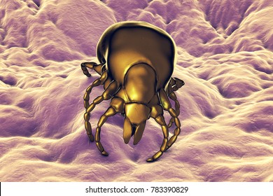 Tick Ixodes, an arthropod responsible for transmission of bacterium Borrelia burgdorferi that causes Lyme disease, it also transmits viral encephalitis and other infections, 3D illustration