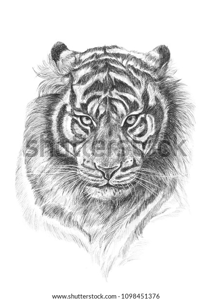 Tiger Drawing Hand Drawn Pen Ink Stock Illustration 1098451376