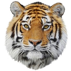 Tiger Head Hand Draw And Paint Color On White Background Illustration.