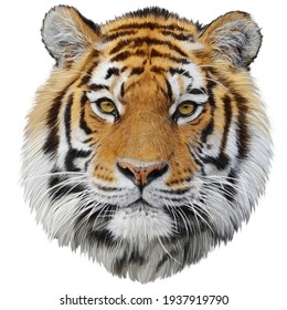 Tiger head hand draw and paint color on white background illustration.