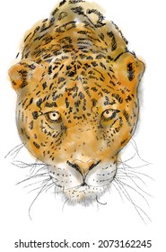 
tiger head illustration   coloring