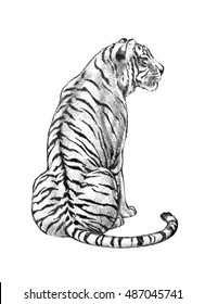 A tiger illustration of a powerful jungle animal in a hand sketched pencil drawing.