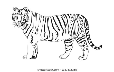 Tiger Species Collection Standing Side View Stock Vector (Royalty Free ...