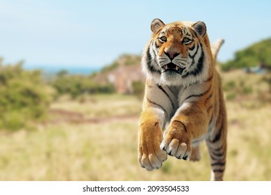 Tiger Run And Attack On The Field 3D Illustration