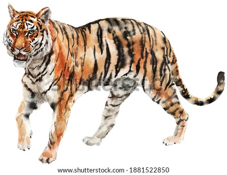 Tiger walking full body realistic watercolor drawing on white background high quality hand painted on paper, artistic presize realist clean simple colorful graphic of african wildlife