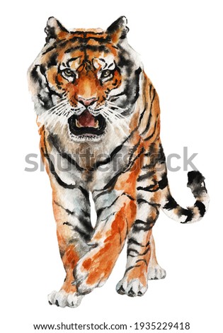 Tiger walking full body realistic watercolor drawing on white background high quality, hand painted on paper, realistic artistic painting, simple colorful graphic of wildlife