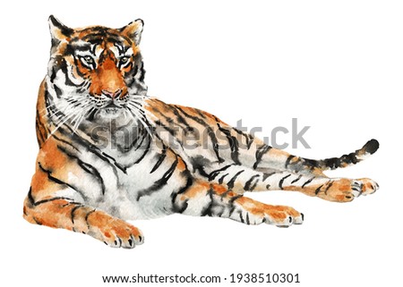Tiger watercolor illustration, hand painted high quality colorful artwork on white background, tiger laying down having a rest, peaceful tiger, indian, siberian, bengal tiger