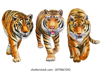 Tigers on an isolated white background, watercolor hand drawing