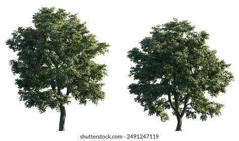 Tilia tomentosa tree frontal set of big street isolated png on a transparent background perfectly cutout (silver linden, european white lime, white lime)