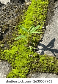 Tiny green field small tree