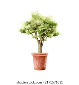 Tiny tree in a flower pot. Watercolor illustration. Hand drawn bonsai in terracotta pot. Small green tree with lush foliage growing in ceramic container. White background